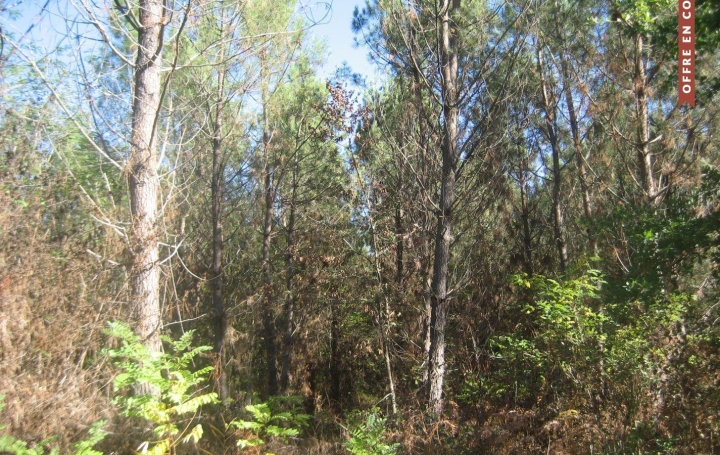 Terrain VILLANDRAUT 14 000 € Terrain VILLANDRAUT 14 000 €